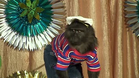 Performance of a circus monkey 動画素材 10832089