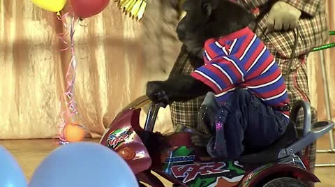 Performance of a circus monkey 動画素材 10832100