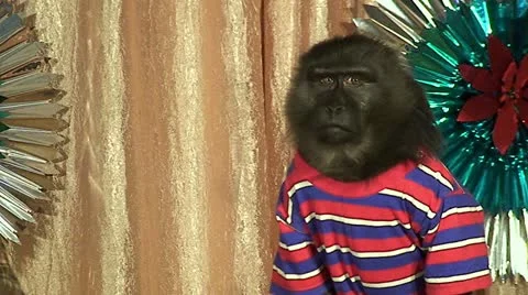 Performance of a circus monkey 動画素材 10832141