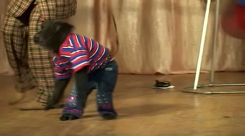 Performance of a circus monkey 動画素材 10832175