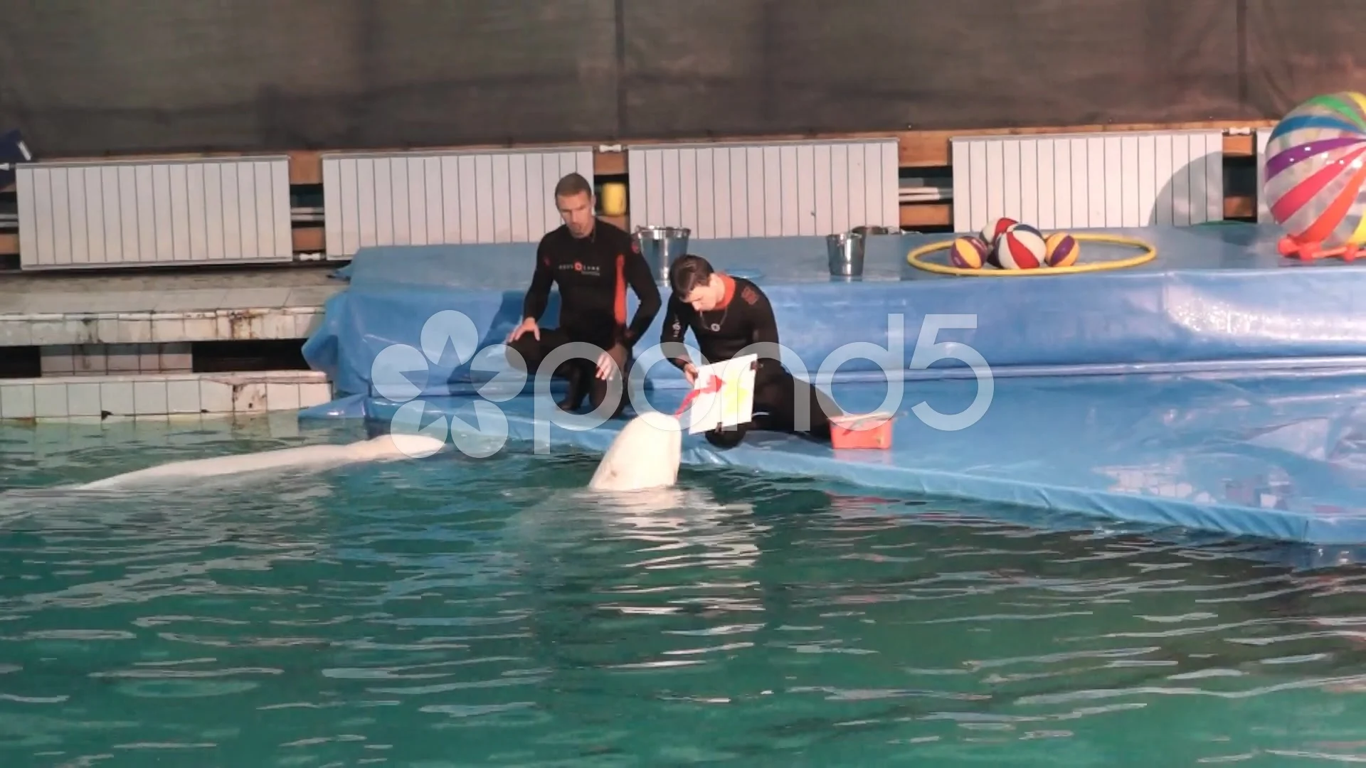 Dolphinarium in St. Petersburg: the sights of the northern capital 69 Dolphinarium in St. Petersburg: the sights of the northern capital 31