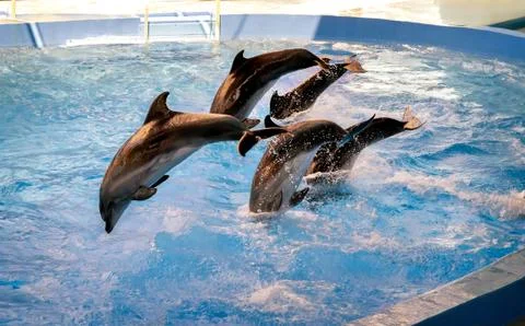 The performance of the dolphins in dolphinariums. Stock Photos