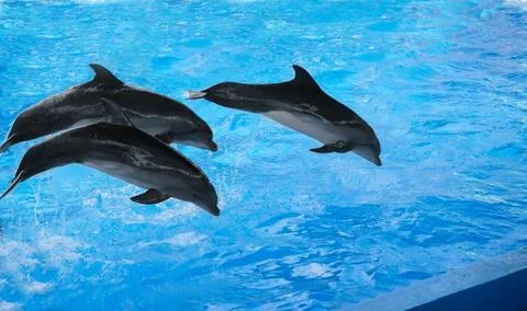 The performance of the dolphins in dolphinariums. Stock Photos