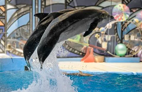 The performance of the dolphins in dolphinariums. Stock Photos