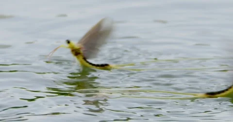 Performance of long-tailed mayflies during mating hours Stock Footage 268990245