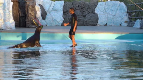 Performance of a trained seal in a dolphinarium at Kish Island, Iran Video stock 155524304