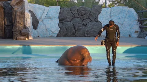 Performance of a trained walrus in the dolphinarium at Kish Island, Iran Stock Footage 154613158