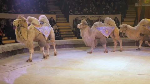 Performing camels at the Circus show Video stock 122618917