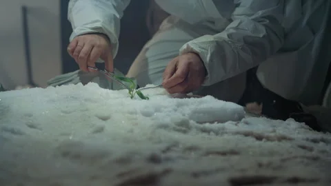 Performing dangerous plant extraction in contaminated area. Specialists extract Video stock 342744401