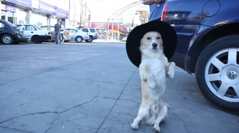 Performing Dog with Hat Stock Footage 47388814