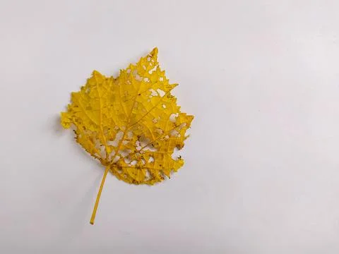 Perforoted leaf Stock Photos