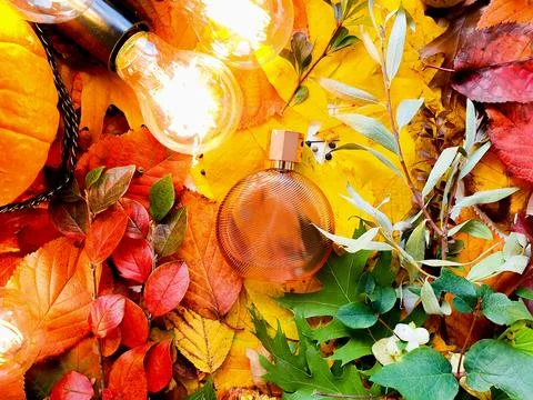 Perfume bottle, pumpkin, magic lights on bright autumn leaves. Eau de toilette Stock Photos