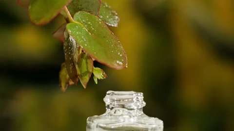 Perfumery. Water drops on green leaf close-up, plant oil dripping into bottle 스톡 동영상 196882519