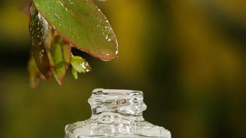 Perfumery. Water drops on green leaf close-up, plant oil dripping into bottle Stock Footage 196883749