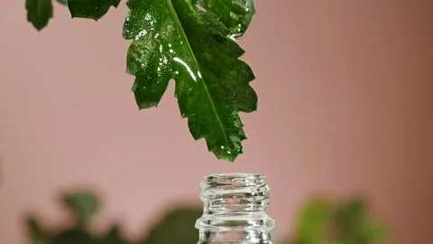 Perfumery. Water drops on green leaf close-up, plant oil dripping into bottle Stock Footage 196883792