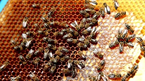Perhaps a swarm of bees is protecting their hive. Stock Footage 334828977