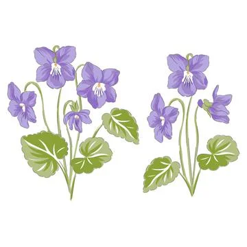 Peri Violet flower hand drawn vector illustration Illustrazione stock