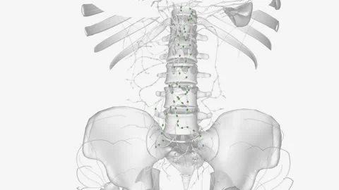 The periaortic lymph nodes are a group of lymph nodes that lie in front of the Stock Footage 271036162