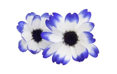 Pericallis isolated Stock Photos
