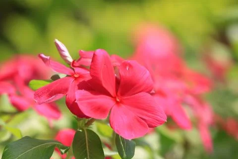Pericuinkle flower Stock Photos