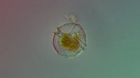 Peridinium Protist at 50x With Shifting Focus, Scientific Footage Stock Footage 336944525