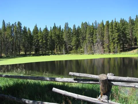Peridot Pond Stock Photos