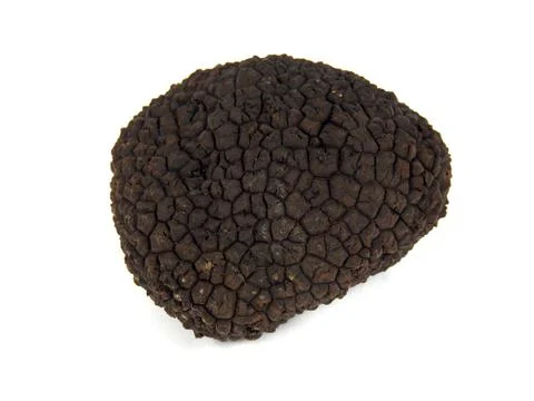 Perigord Truffle Stock Photos