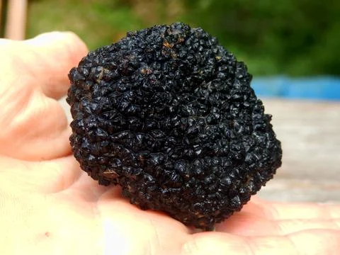 Perigord Truffle Foto stock