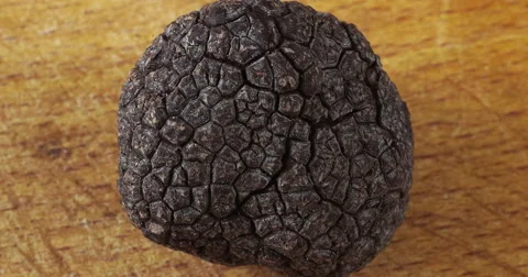 Perigord Truffle, tuber melanosporum, Mushrooms, Real Time 4K, Moving Image Stock Footage