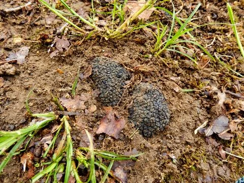 Perigord Truffles. Stock Photos