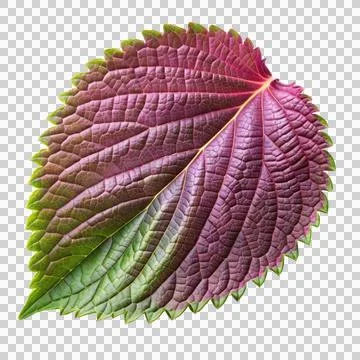 Perilla-leaf-isolated-on-white-background Stock Photos