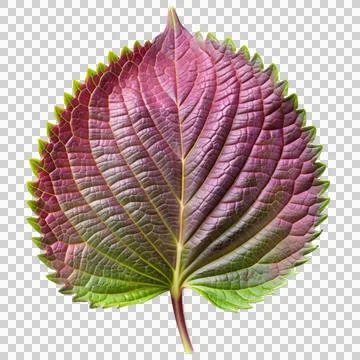 Perilla-leaf-isolated-on-white-background (1) Stock Photos