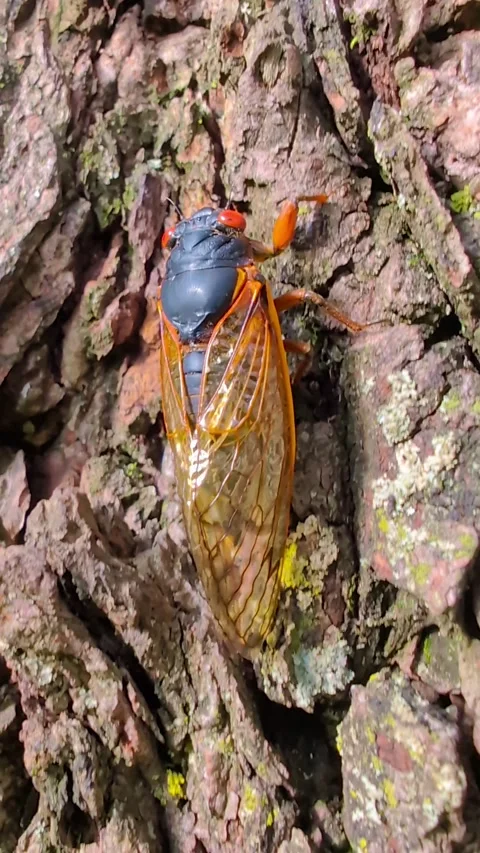 Periodical Cicada in Illinois Stock-Footage 306797614