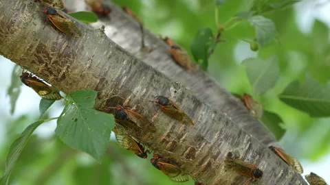 Periodical Cicada insects taking flight in Slow Motion 動画素材 274843552