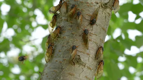 Periodical Cicada Insects Taking Flight In Slow Motion Video 動画素材 274852958
