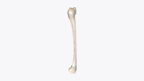The periosteum is a membrane that covers the outer surface of all bones, exce Stock Illustration
