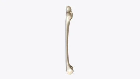 The periosteum is a membrane that covers the outer surface of all bones, exce イラスト素材