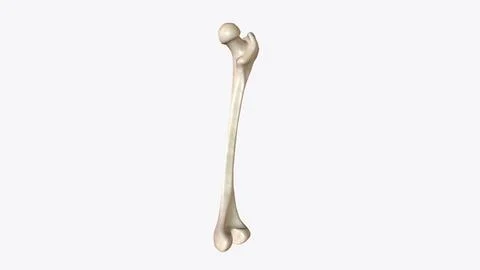 The periosteum is a membrane that covers the outer surface of all bones, exce Stock Illustration