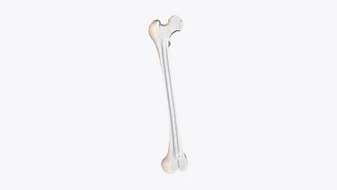 The periosteum is a membrane that covers the outer surface of all bones, exce Stock Illustration