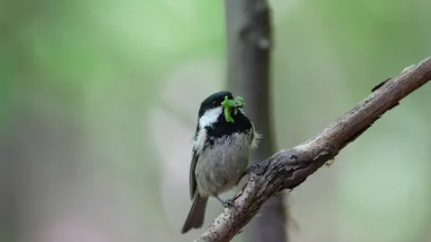 Periparus ater aka coal tit on the tree branch with beak full of caterpillars.  Stock Footage 308189166