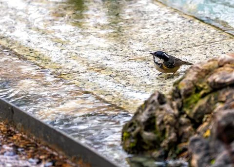 Periparus ater (Coal Tit) - A Tiny Jewel in El Retiro's Crown Foto stock