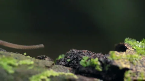 Peripatus walks through frame Stock Footage 1442583