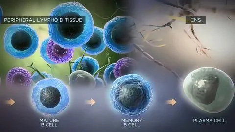 Peripheral lymphoid immune system Stock Illustration