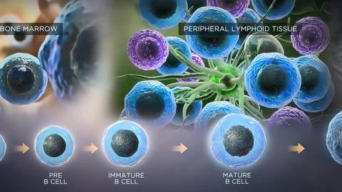 Peripheral lymphoid immune system Stock Illustration