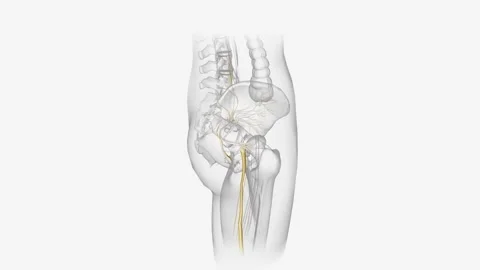 The peripheral nervous system consists of the nerves that branch out from the Stock Footage 270144231