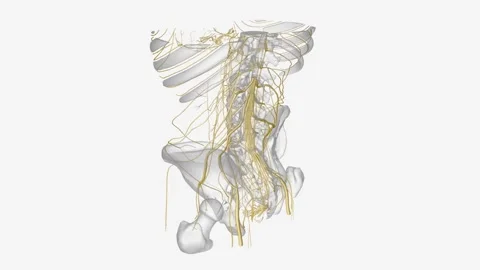 The peripheral nervous system consists of the nerves that branch out from the Stock Footage 271055210