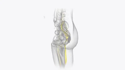 The peripheral nervous system consists of the nerves that branch out from the 스톡 일러스트