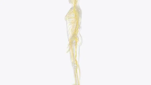 The peripheral nervous system consists of the nerves that branch out from t.. 스톡 일러스트