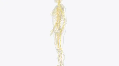 The peripheral nervous system consists of the nerves that branch out from t.. Stock Illustration