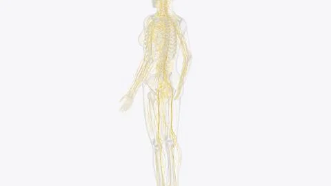 The peripheral nervous system consists of the nerves that branch out from t.. イラスト素材